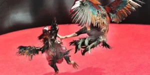 Bí Quyết Chinh Phục Cách Chơi Đá Gà Sabong Tại ABC8 Siêu Hấp Dẫn 3 Bí Quyết Chinh Phục Cách Chơi Đá Gà Sabong Tại ABC8 Siêu Hấp Dẫn