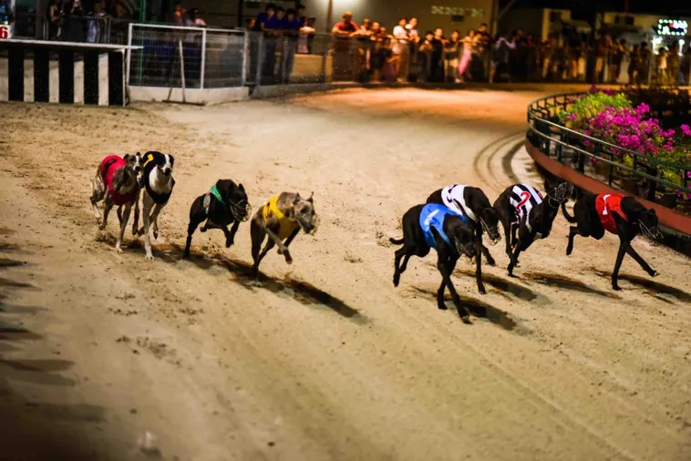 Bí Quyết Chơi Nhanh Đua Chó Siêu Tốc Tại ABC8 Thắng Lớn Ngay Lập Tức